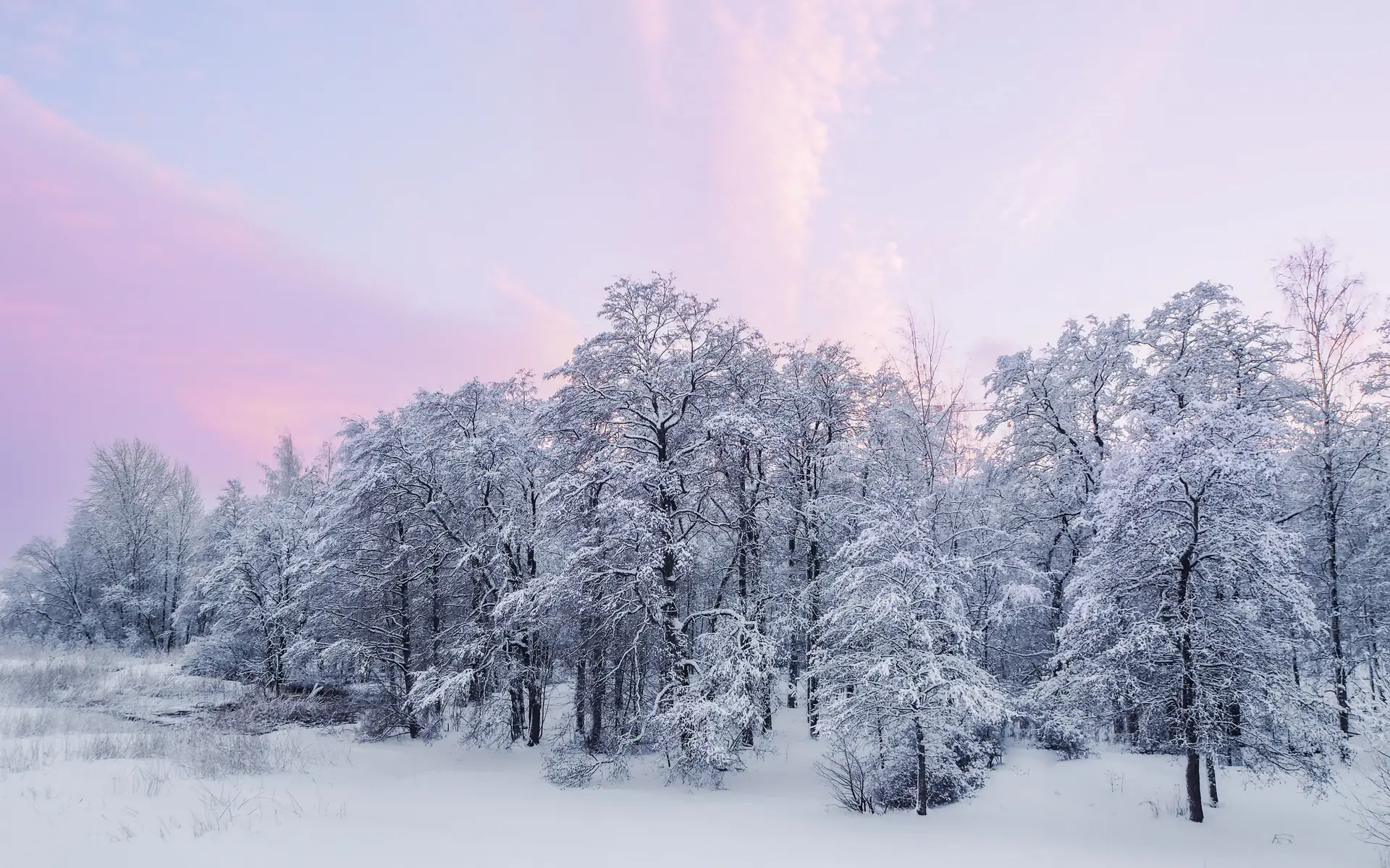 Luminen suomalainen metsä auringonnousun aikaan