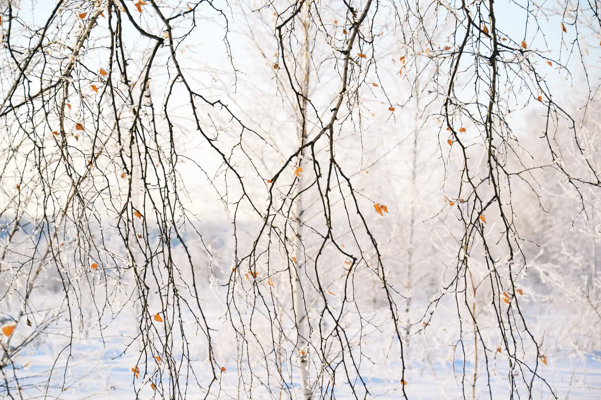 Mikael Fors