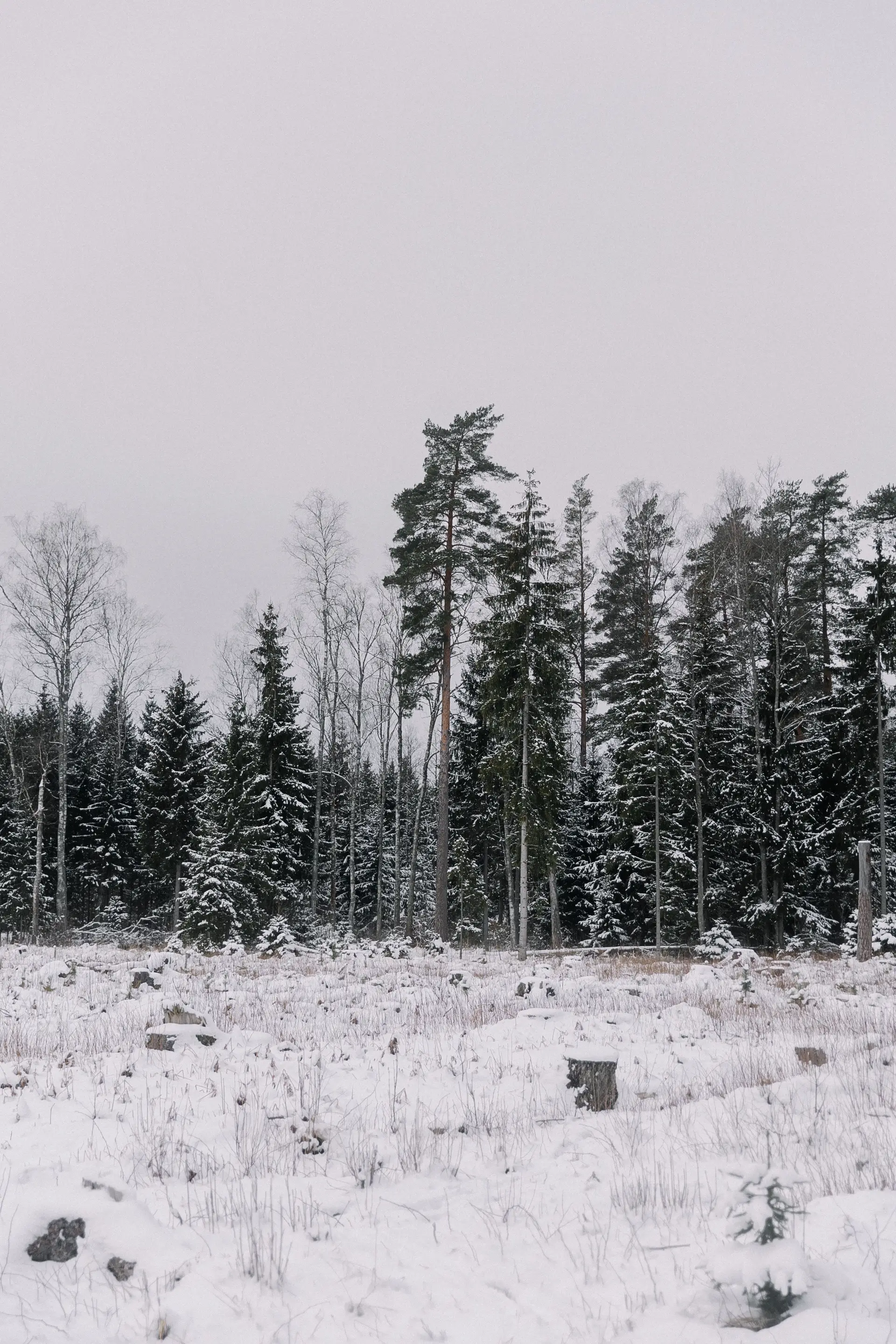 Lumi Kallio