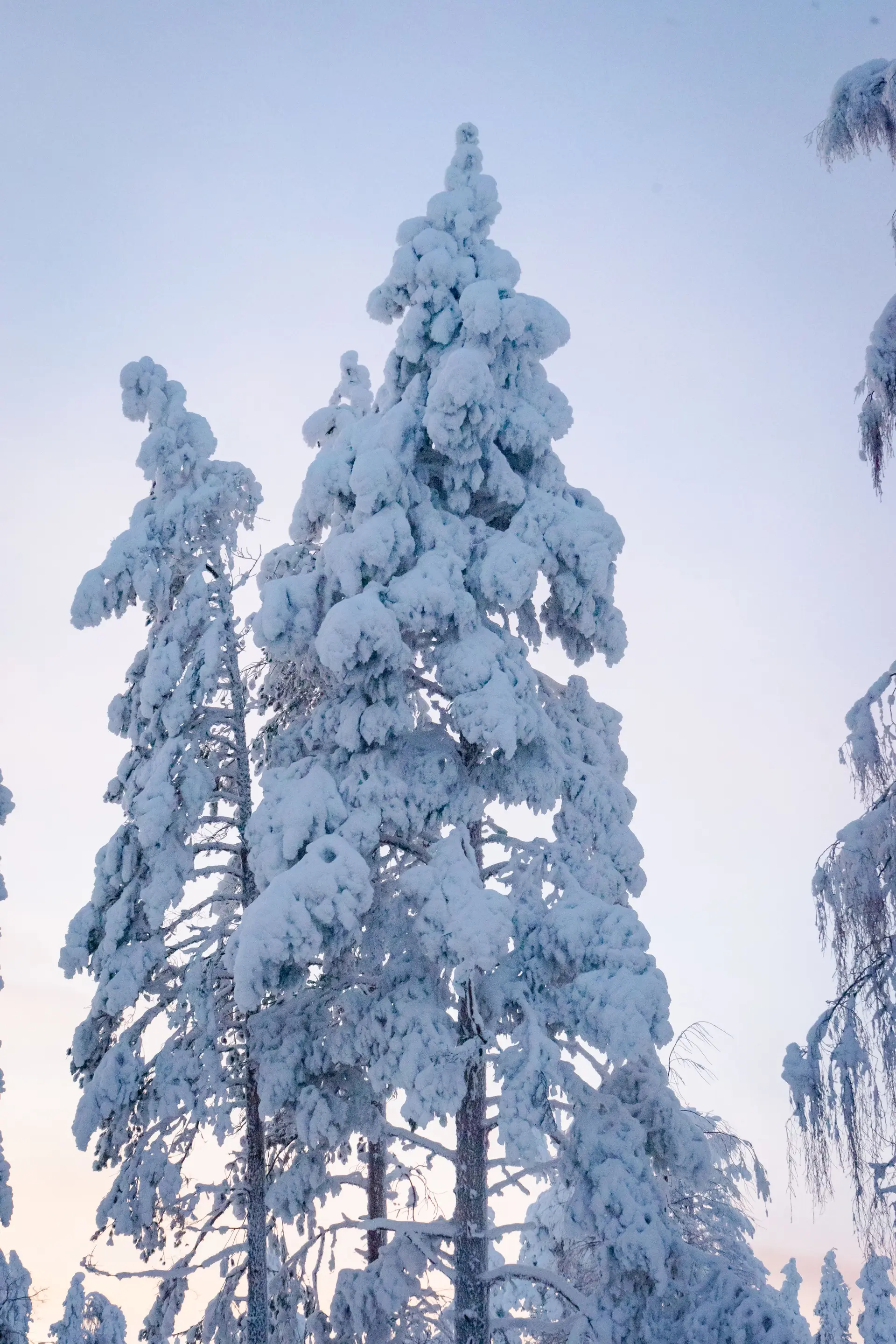 Pohjoinen metsä