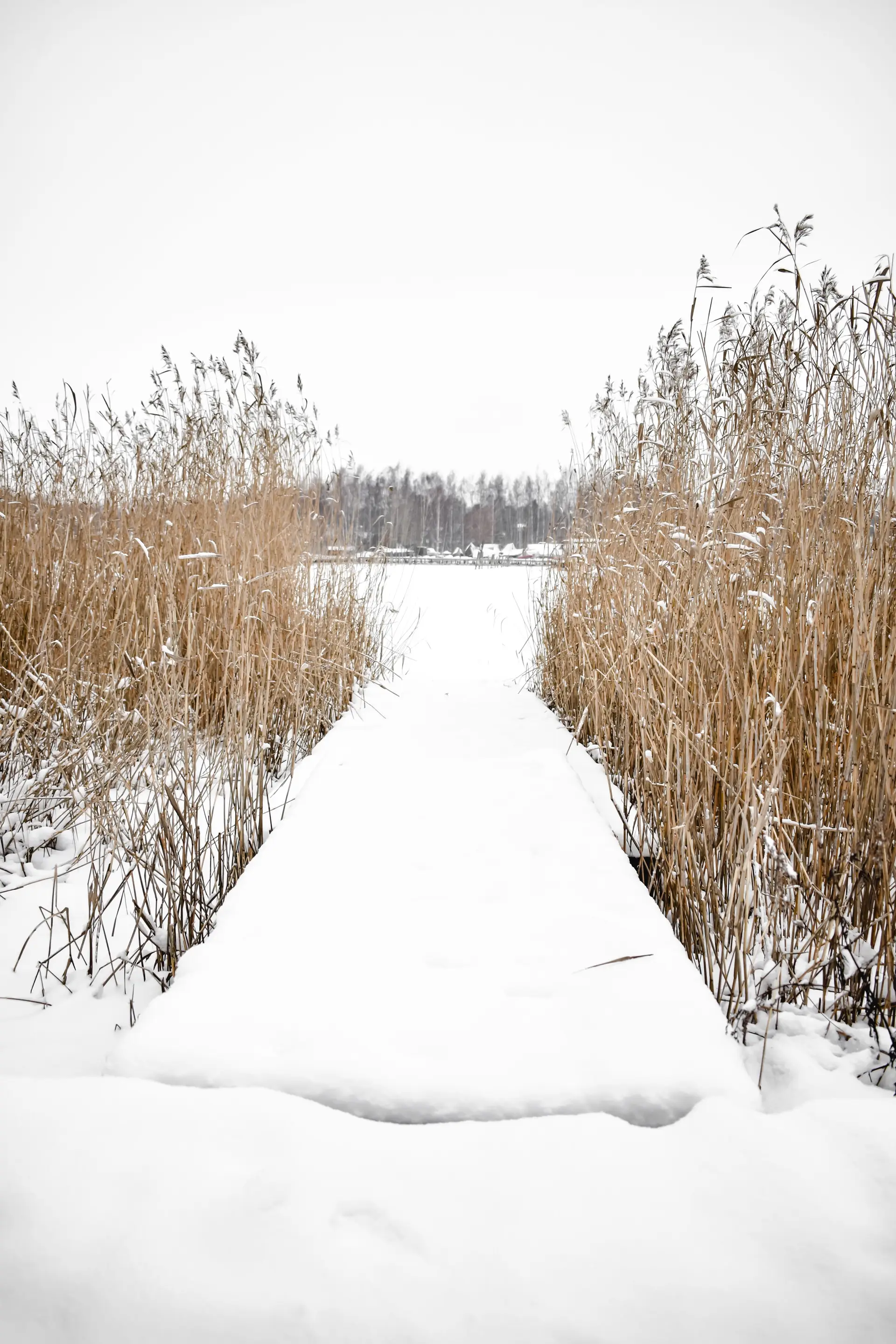 SnowpetalGalleryn sisätila ja yhteys talviseen luontoon